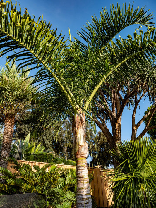 Dypsis prestoniana (Chrysalidocarpus prestonianus, Big Curly Palm) - 100 Seeds - Bulk