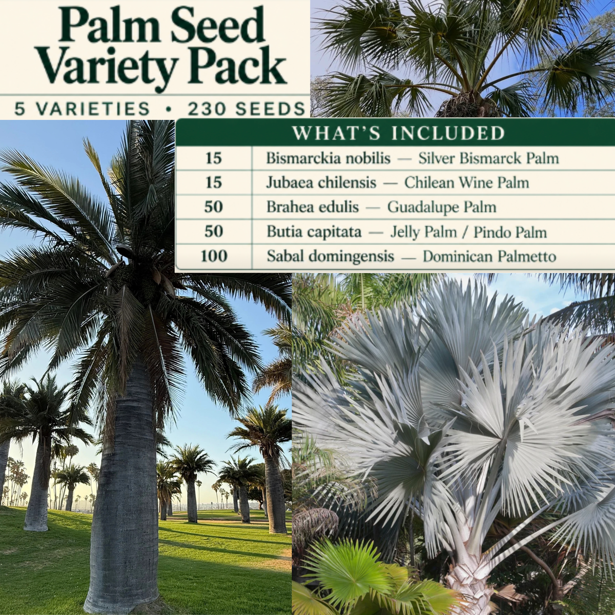Palm Seed Variety Pack – 5 Varieties, 230 Seeds