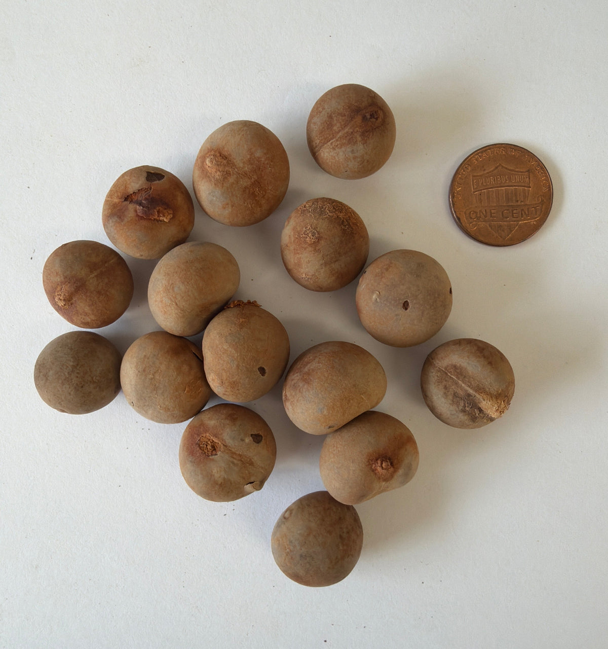 Brahea edulis (Guadalupe Palm) - 1,000 Seeds -  Bulk