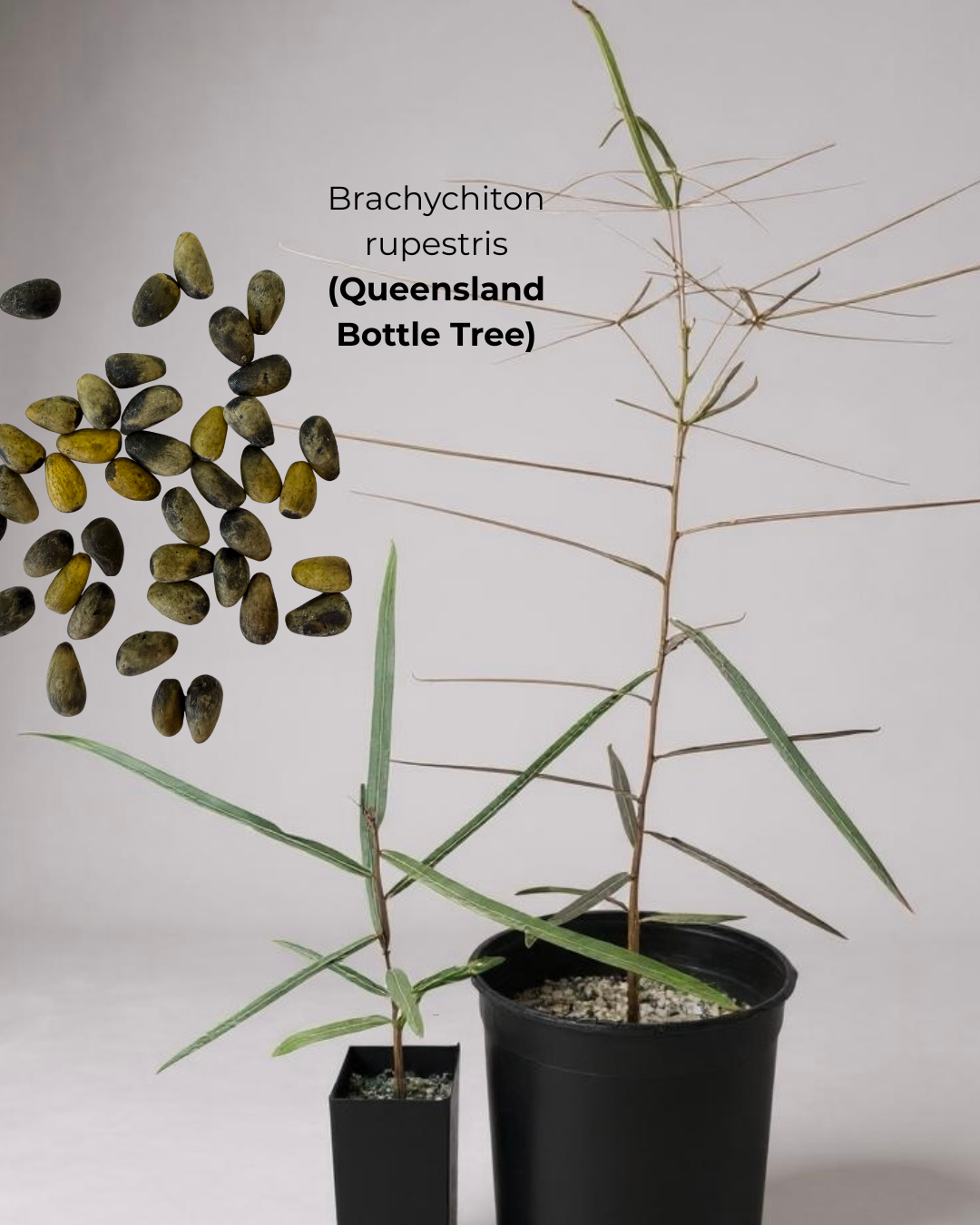 Brachychiton rupestris (Queensland Bottle Tree)  - 100 Seeds