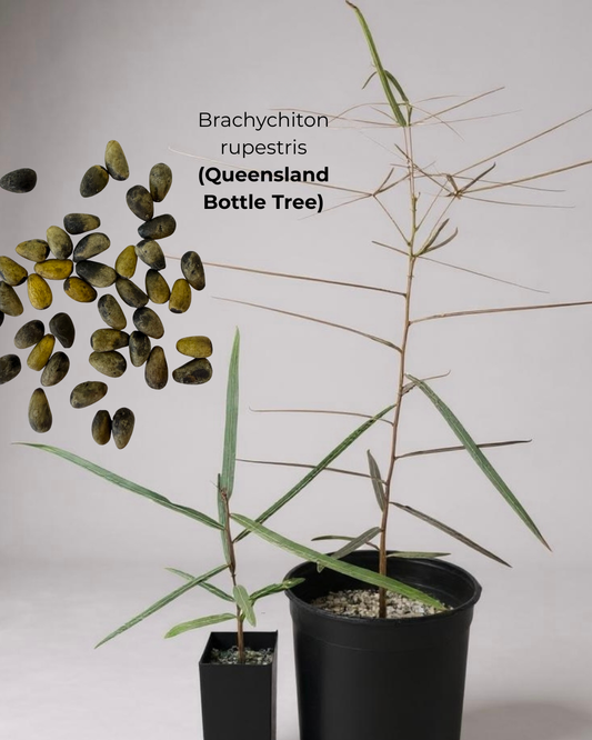 Brachychiton rupestris (Queensland Bottle Tree)  - 100 Seeds