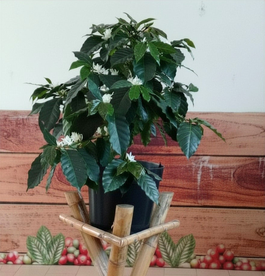 Coffee arabica ‘Aztec Gold’ (Oro Azteca / Dwarf Coffee) - 1,000 Seeds