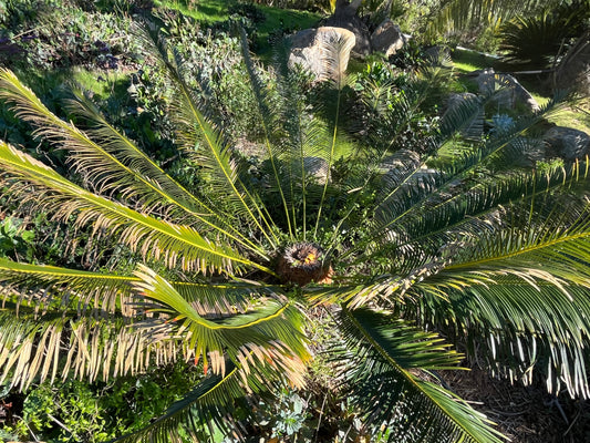 Cycad panzhihuaensis (Panzhihua Sago Palm)-  Rare Hardy Cycad Seed (Single Seed)