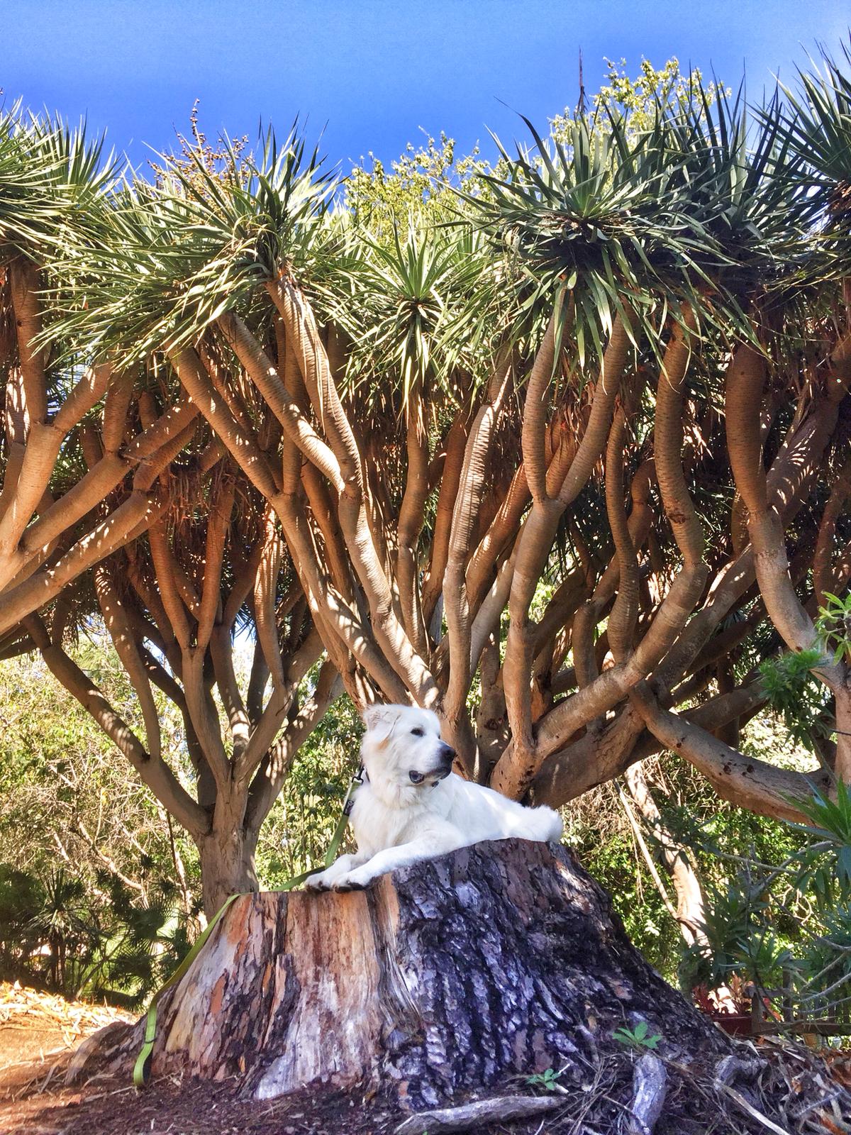 Dracaena draco (Dragon Tree) - 1,000 Seeds -  Bulk