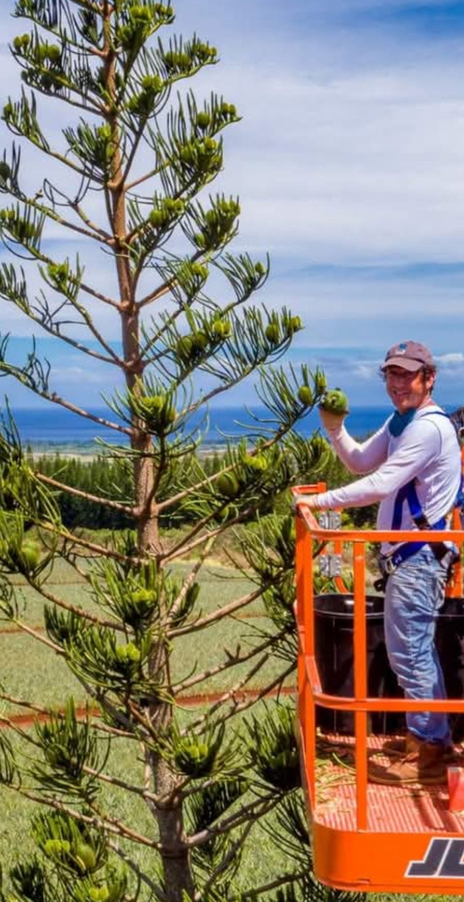 Araucaria excelsa (Norfolk Island Pine) - Seeds per lb -  2026 Harvest Pre-Order