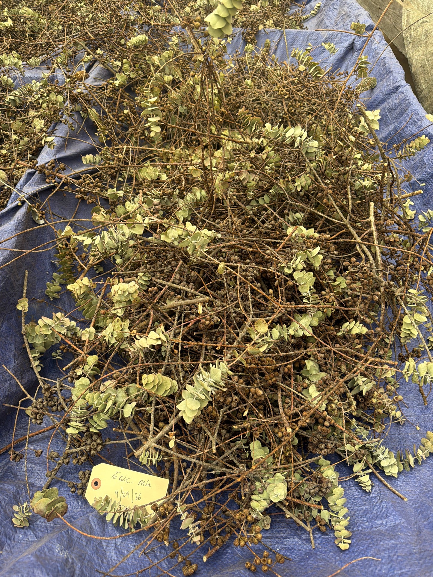 Eucalyptus ‘Mia’ (Premium Baby-Type Small Leaf Eucalyptus) – Upright Form – 1,000 Seeds - Bulk
