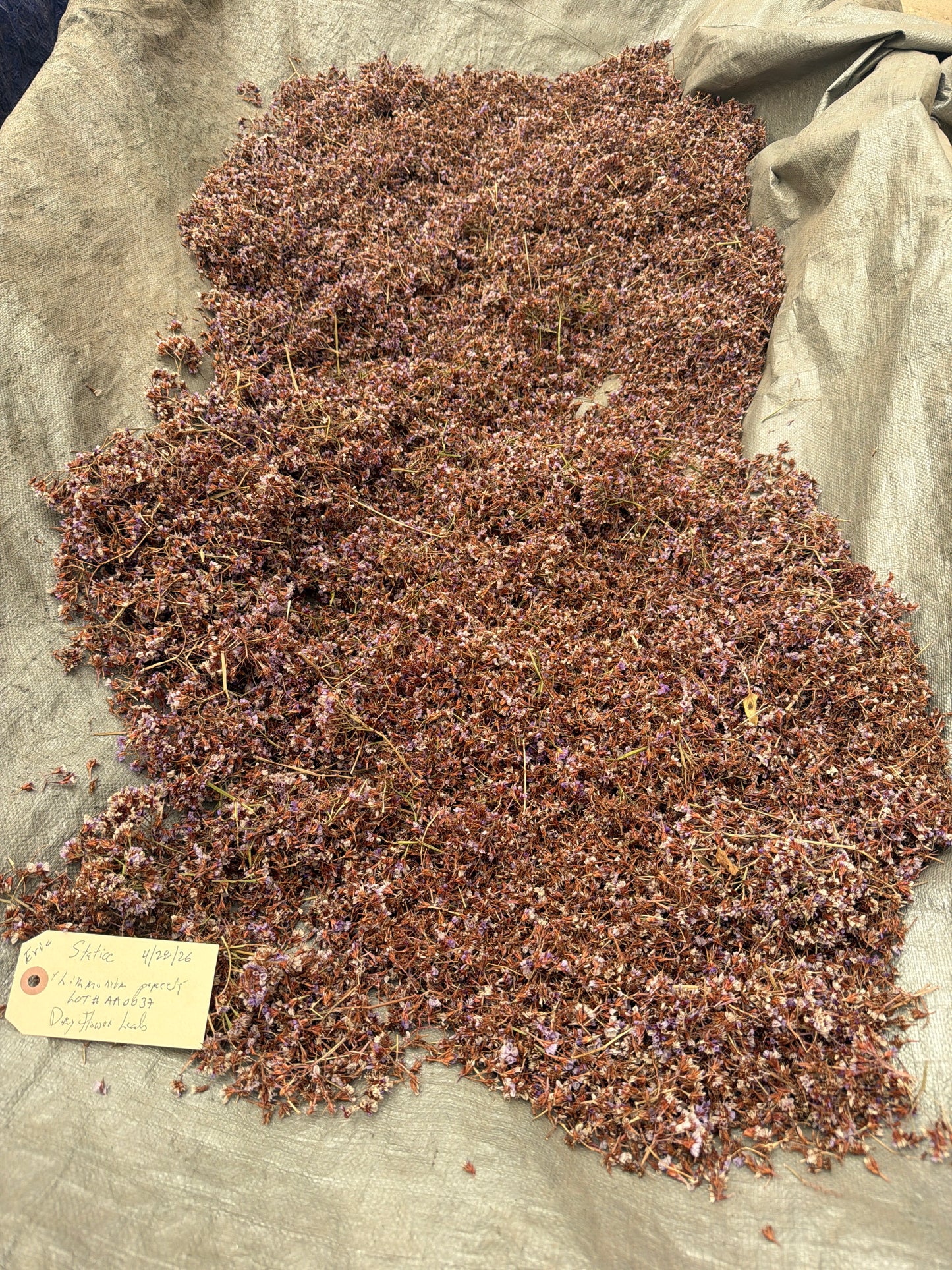 Limonium perezii (Sea Lavender / Statice) - 1,000 Seeds - Bulk
