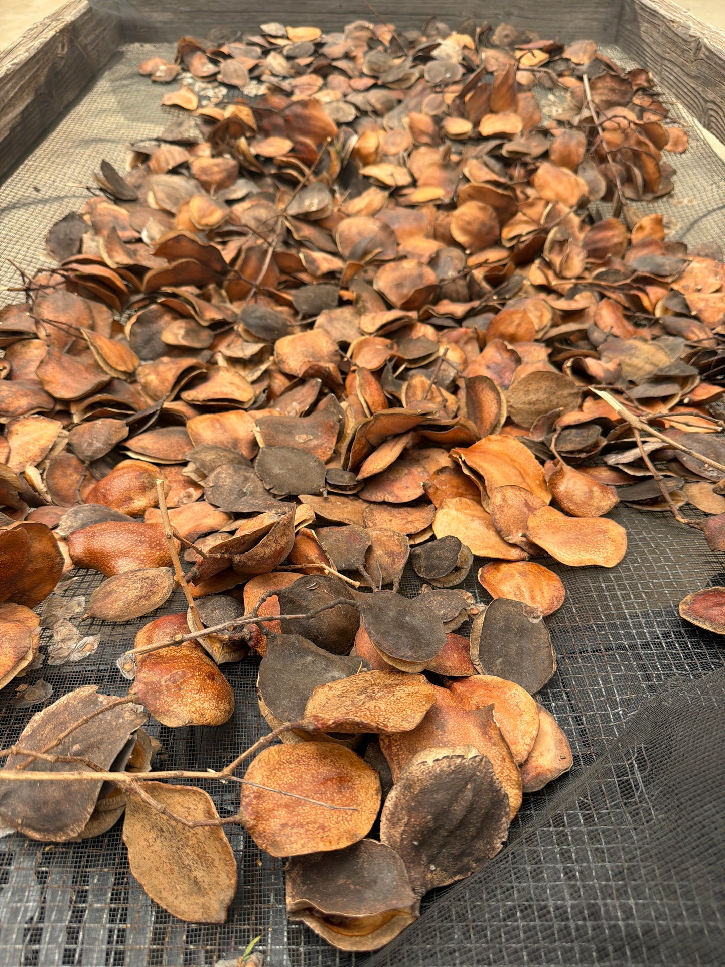 Jacaranda mimosifolia (Blue Jacaranda) - 1,000 Seeds - Bulk
