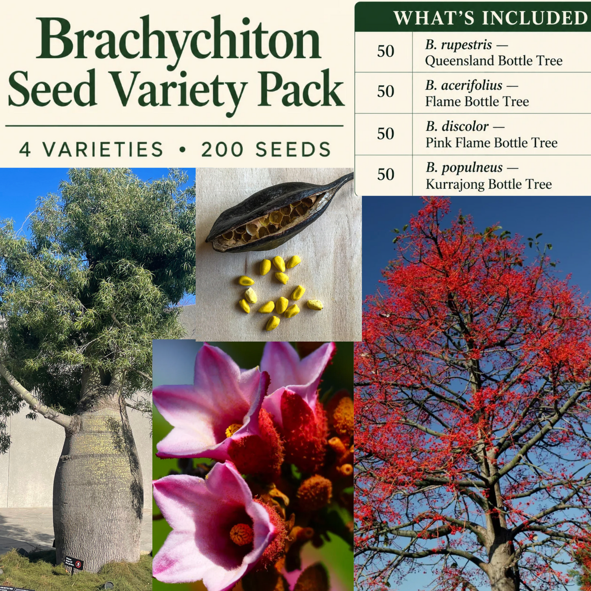 Brachychiton Seed Variety Pack – 200 Bottle Tree Seeds, 4 Varieties