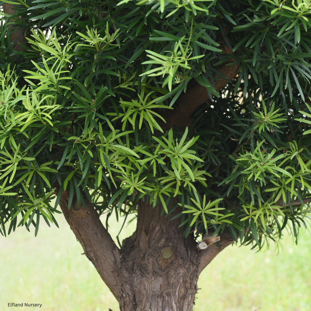 Podocarpus gracilior (Fern Pine) - 1000 Seeds - Bulk