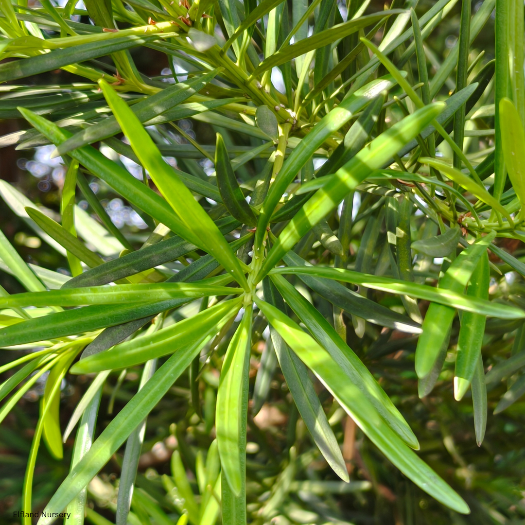 Podocarpus gracilior (Fern Pine) - 1000 Seeds - Bulk