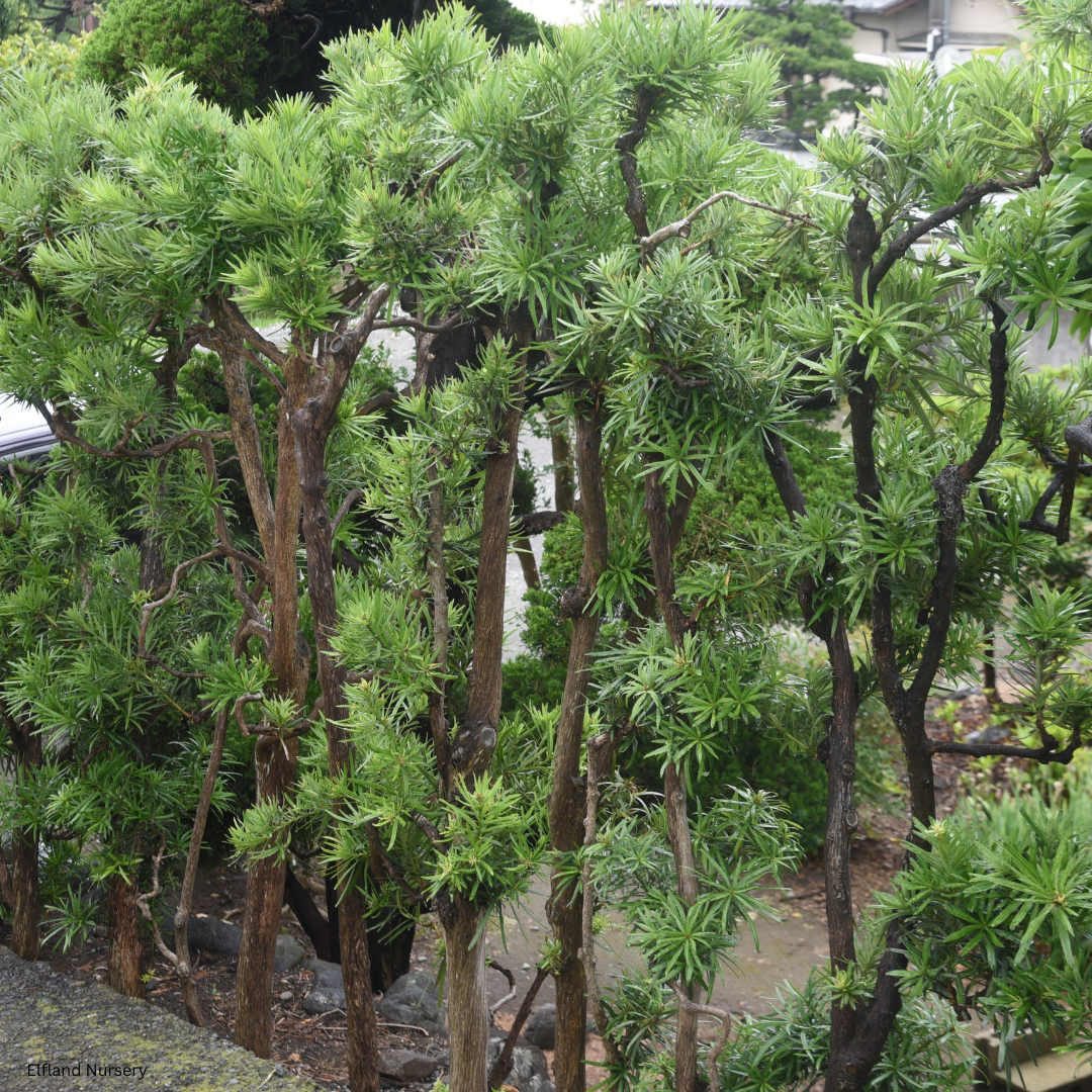 Podocarpus gracilior (Fern Pine) - 1000 Seeds - Bulk