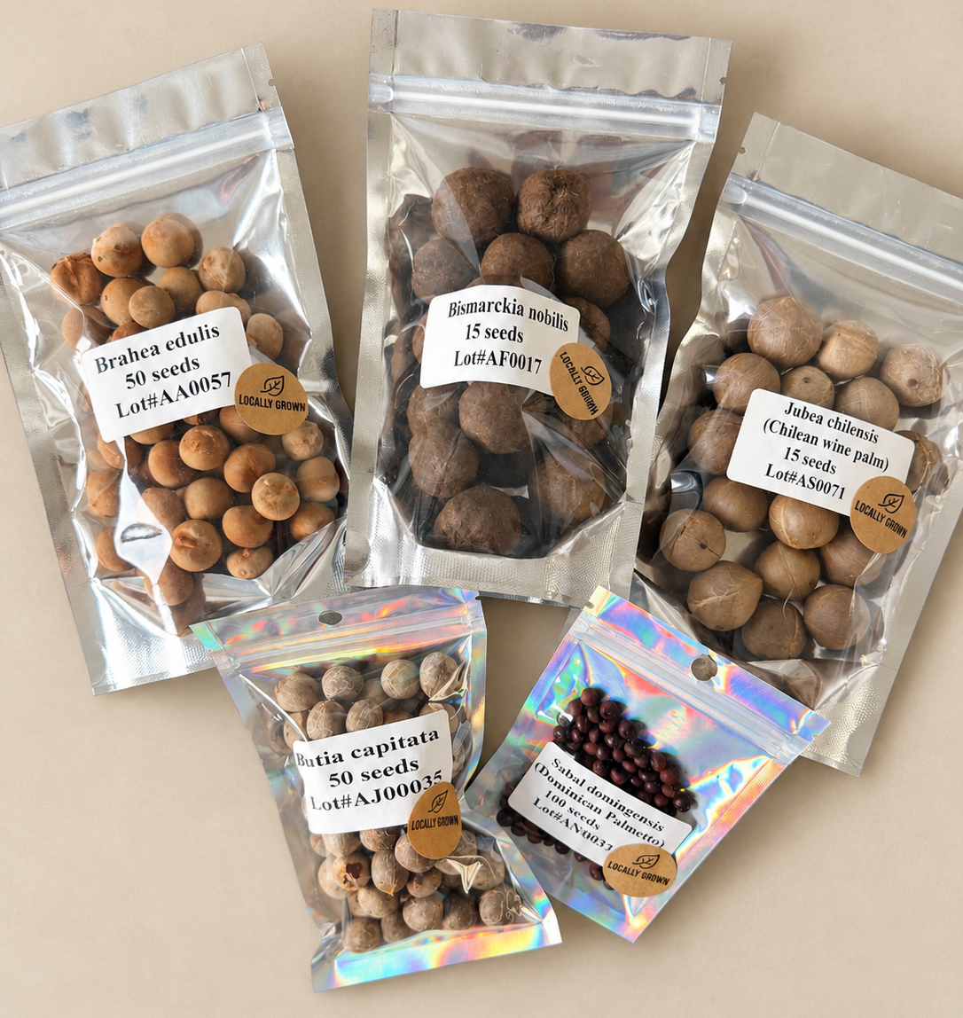 Palm Seed Variety Pack – 5 Varieties, 230 Seeds