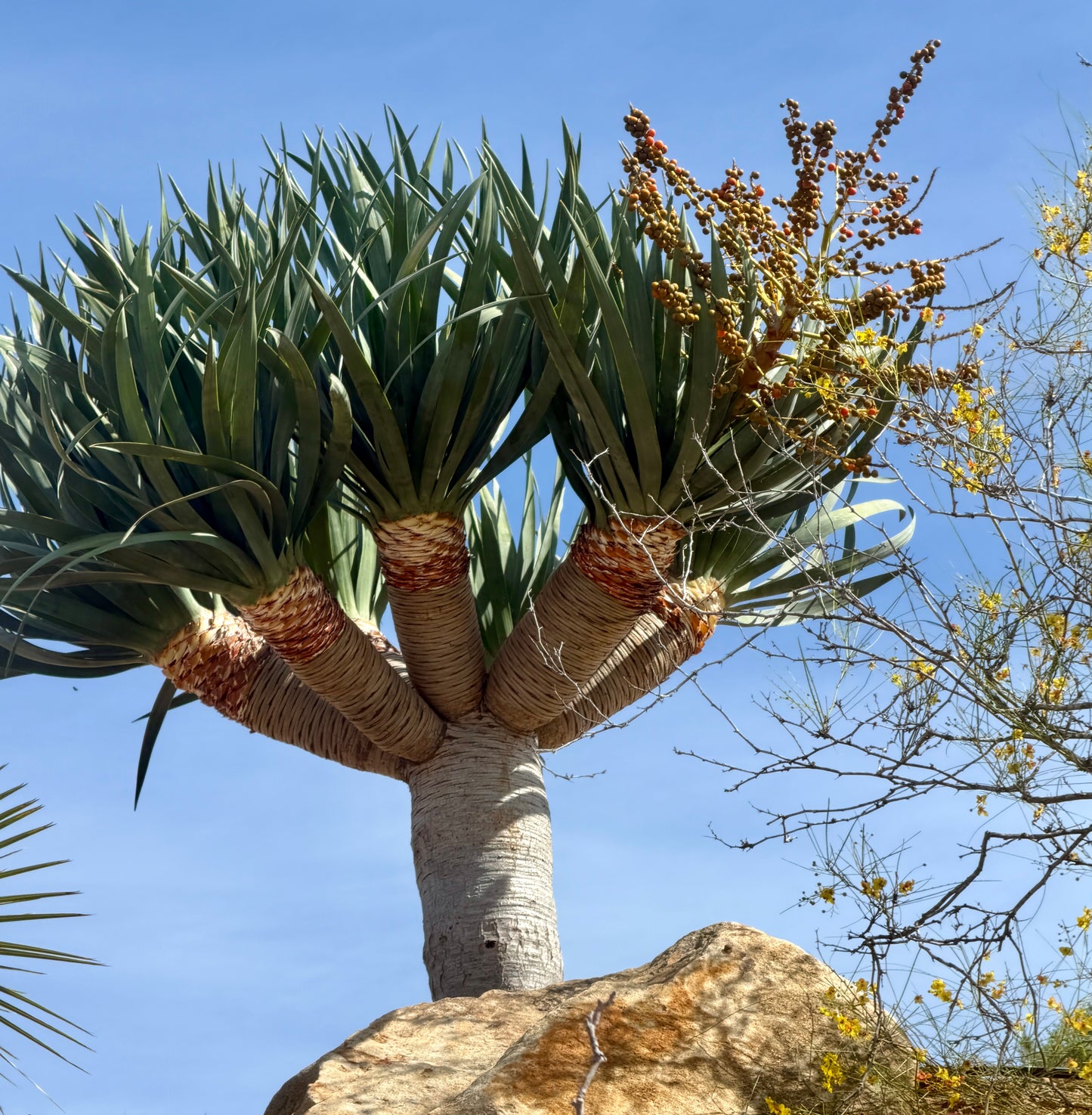 Dracaena draco (Dragon Tree) - 1,000 Seeds -  Bulk