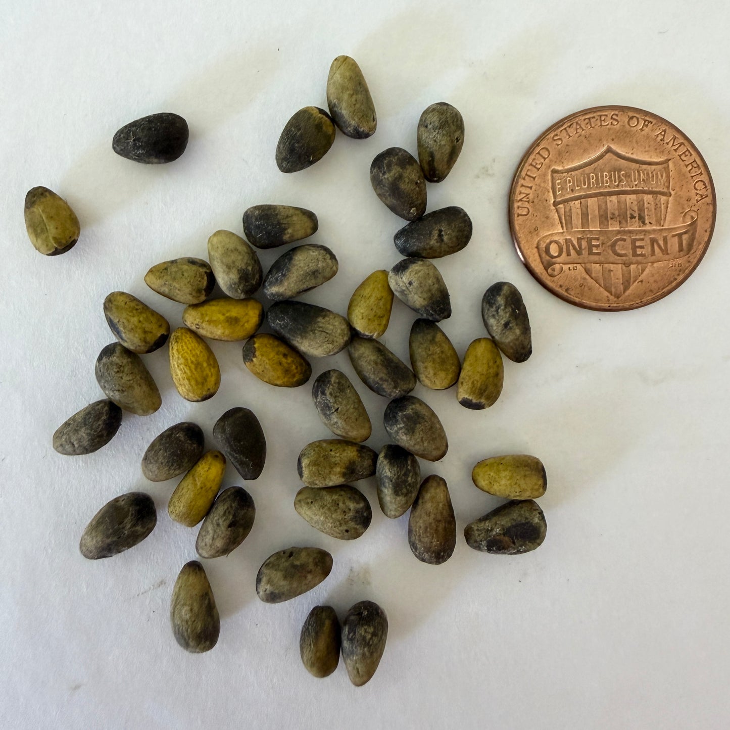 Brachychiton rupestris (Queensland Bottle Tree)  Seeds
