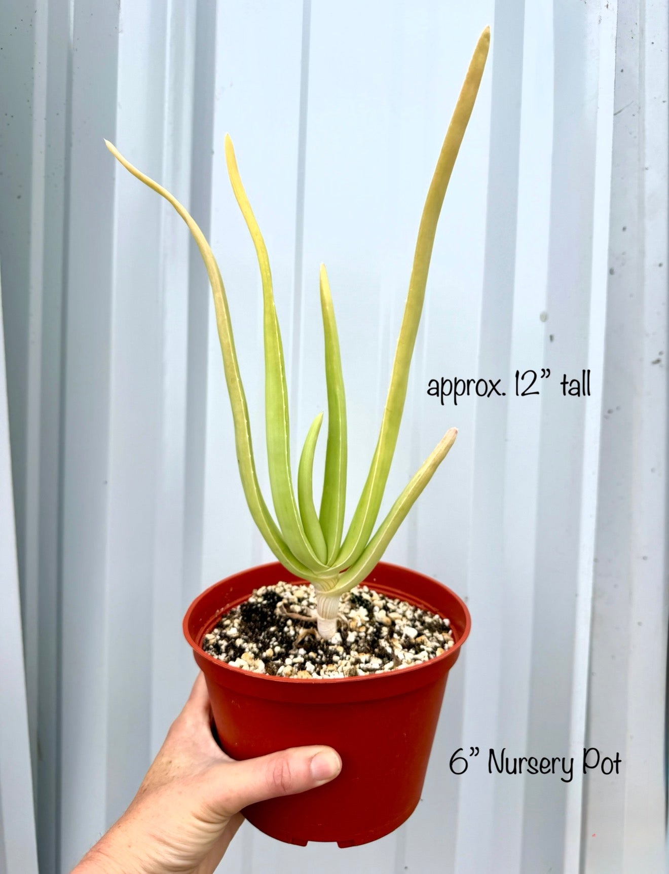 Yemen Tree Aloe (Aloe Sabaea) - Rare Tree-like Succulent Plant - Grown in Elfin Forest, California