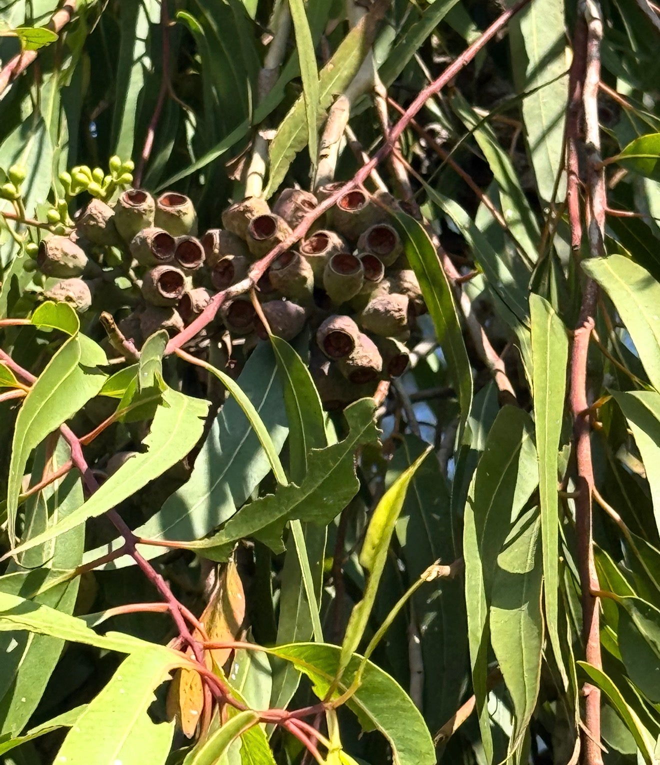 Eucalyptus citriodora (Lemon-scented Gum) - 1,000 Seeds - Bulk