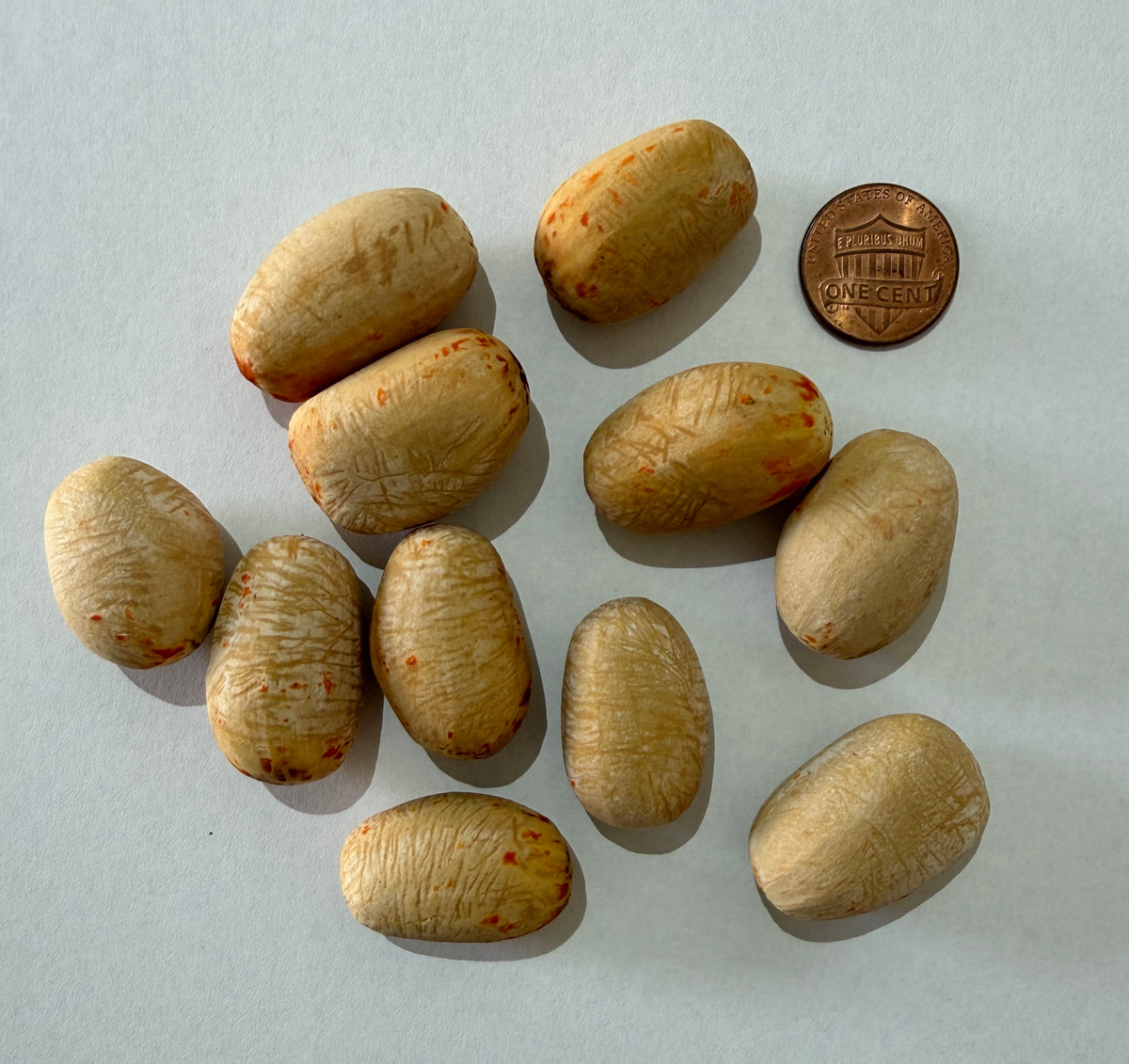 Encephalartos gratus (Mulanje Cycad) – 10 Seeds - 2026 Harvest