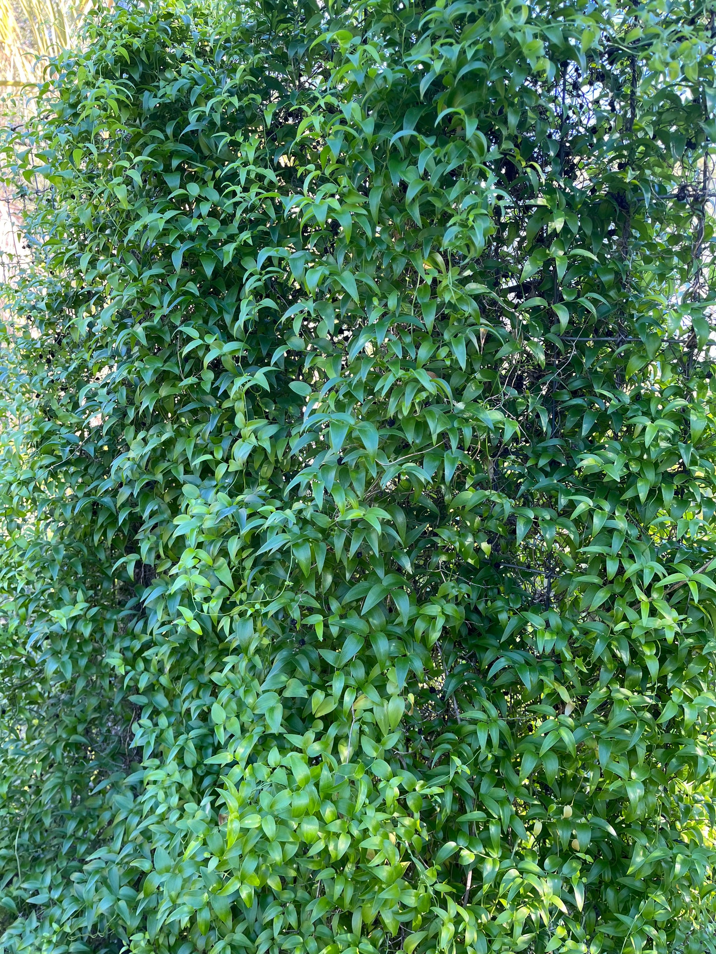 Asparagus asparagoides (Smilax / Bridal Creeper) - 1,000 Seeds - Bulk