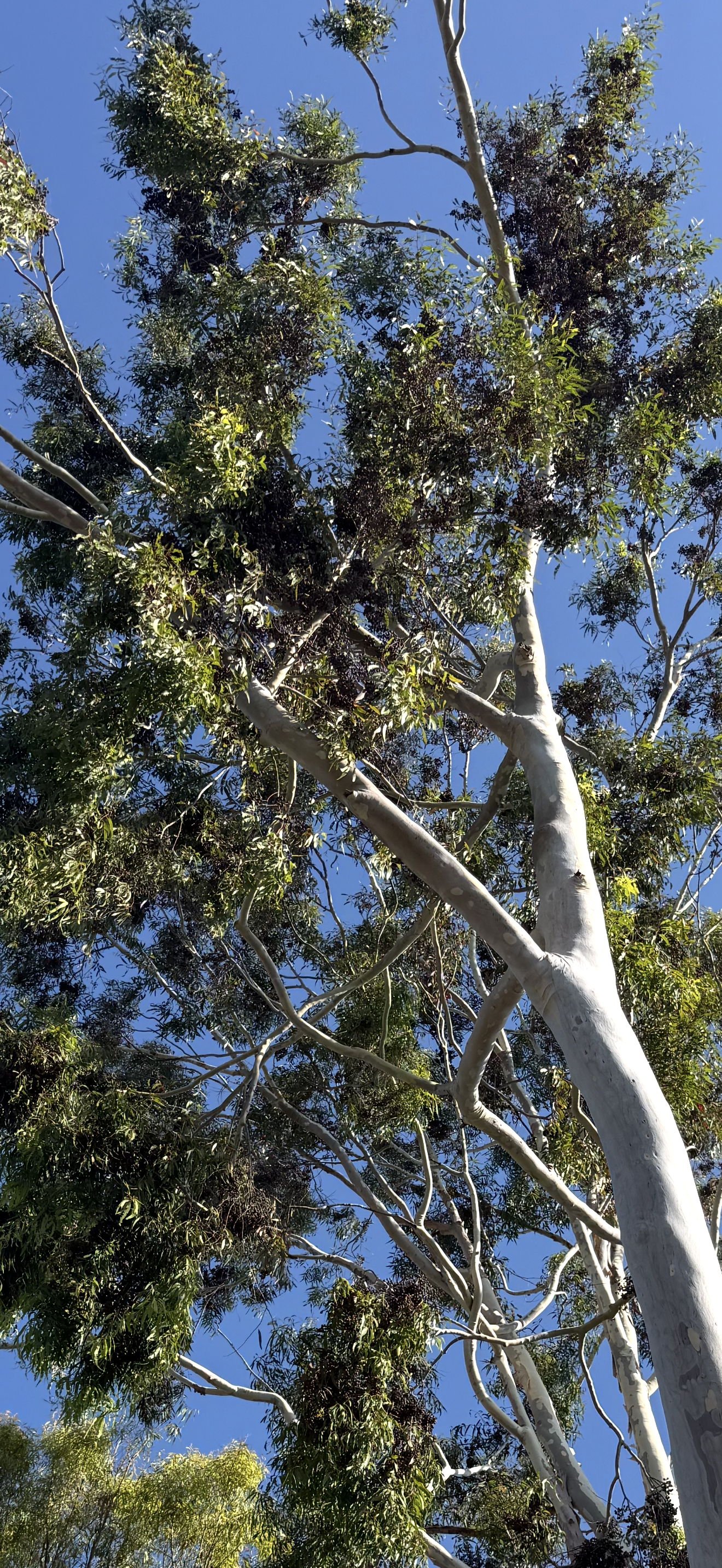 Eucalyptus citriodora (Lemon-scented Gum) - 1,000 Seeds - Bulk