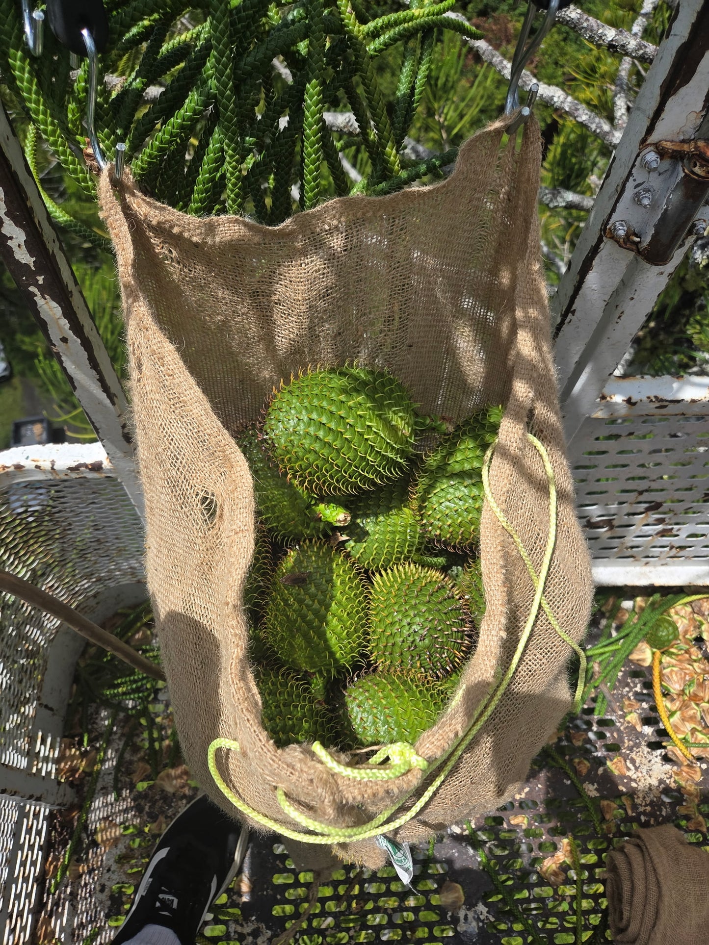 Araucaria excelsa (Norfolk Island Pine) - Seeds per lb