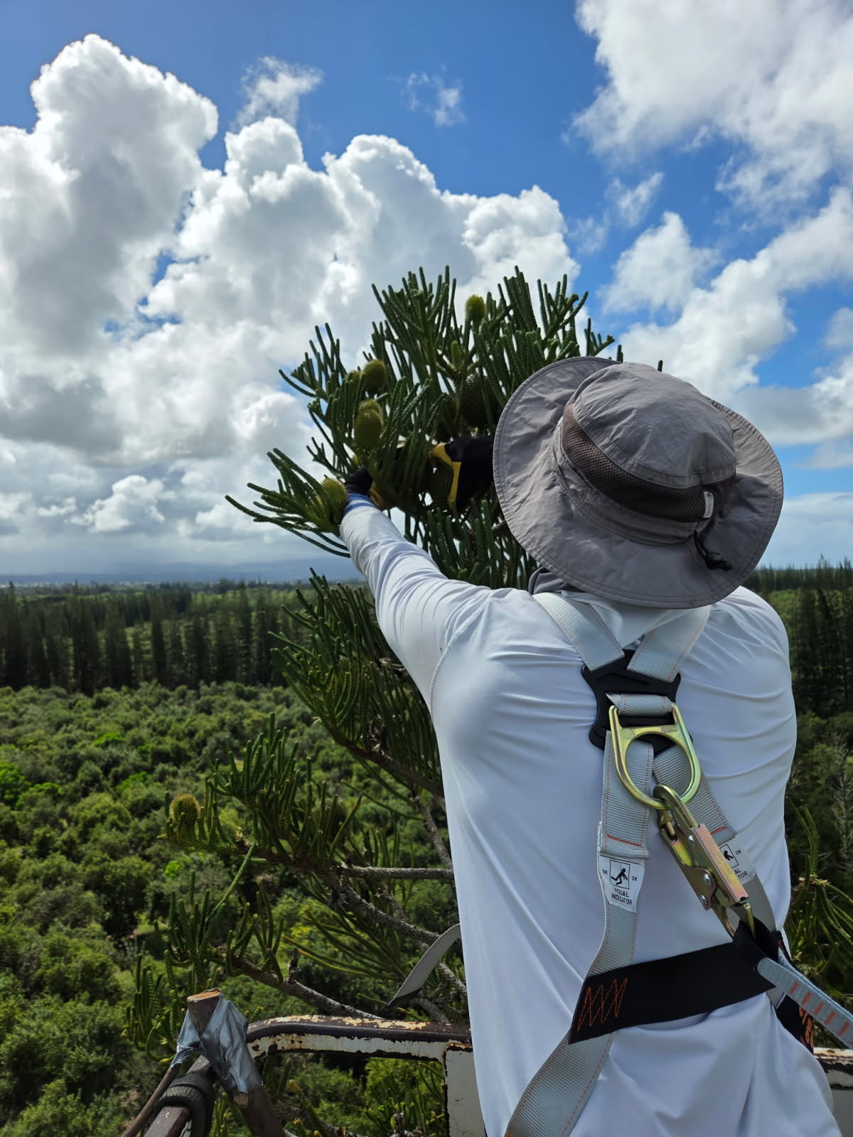 Araucaria excelsa (Norfolk Island Pine) - Seeds per lb