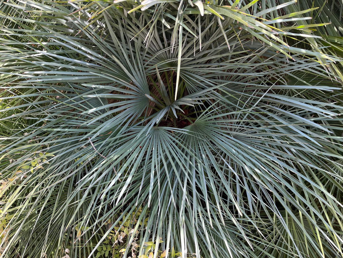 Chamaerops cerifera (Blue European Fan Palm) - 1000 Seeds - Bulk
