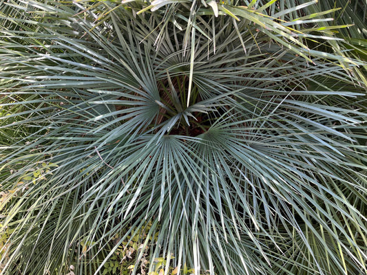 Chamaerops cerifera (Blue European Fan Palm) - 1000 Seeds - Bulk