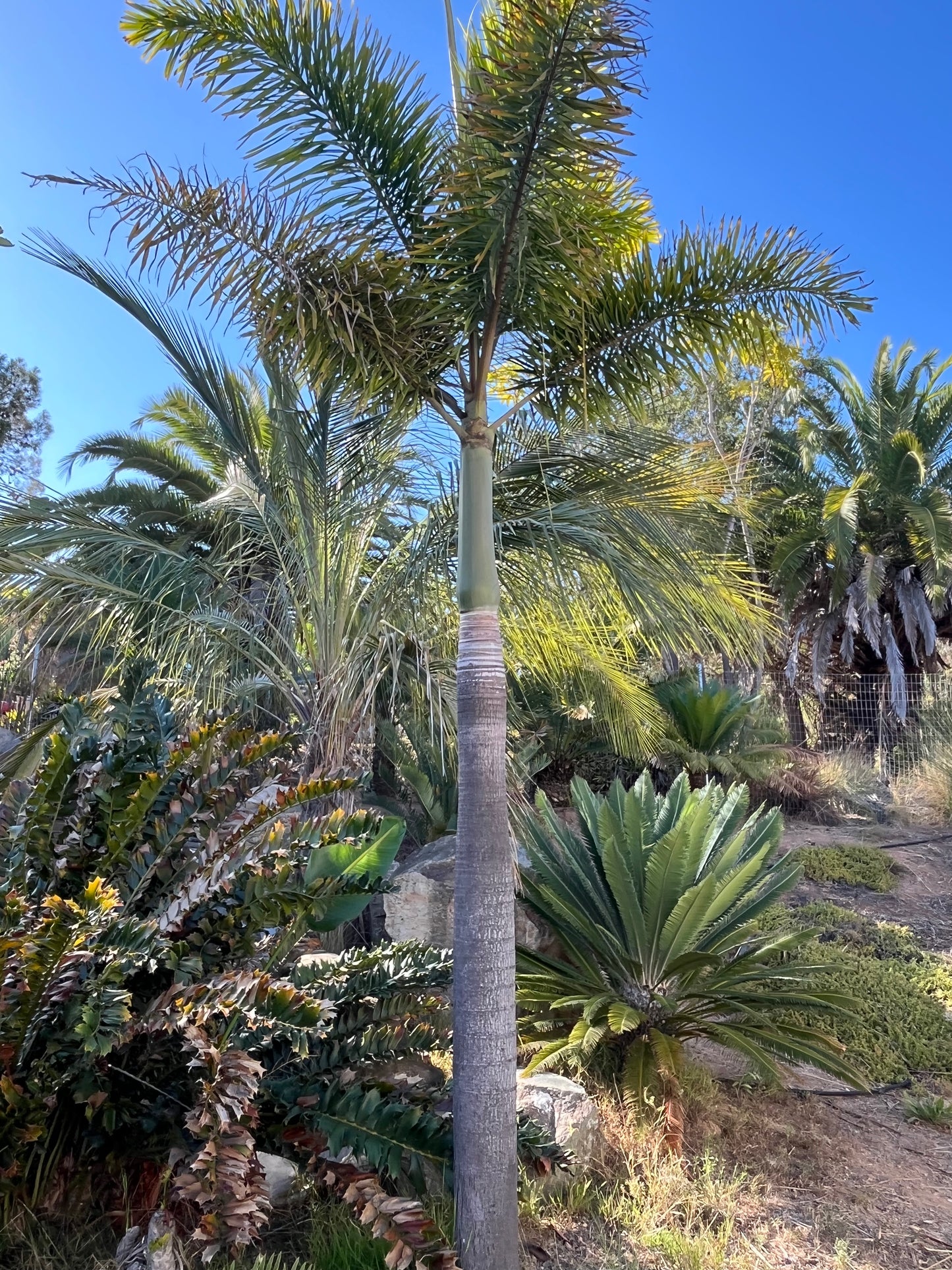 Wodyetia bifurcata (Foxtail Palm) - 100 Seeds - Bulk