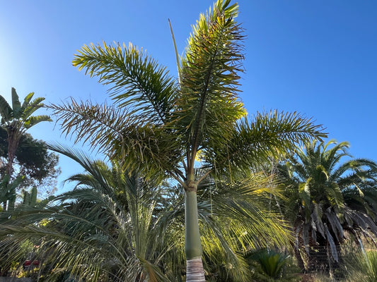 Wodyetia bifurcata (Foxtail Palm) - 100 Seeds - Bulk