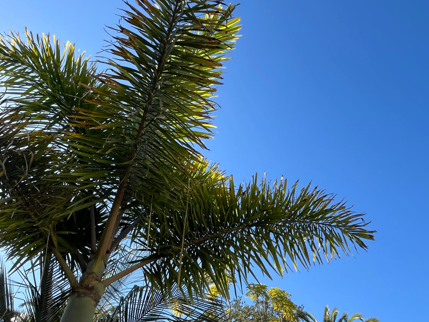 Wodyetia bifurcata (Foxtail Palm) - 100 Seeds - Bulk
