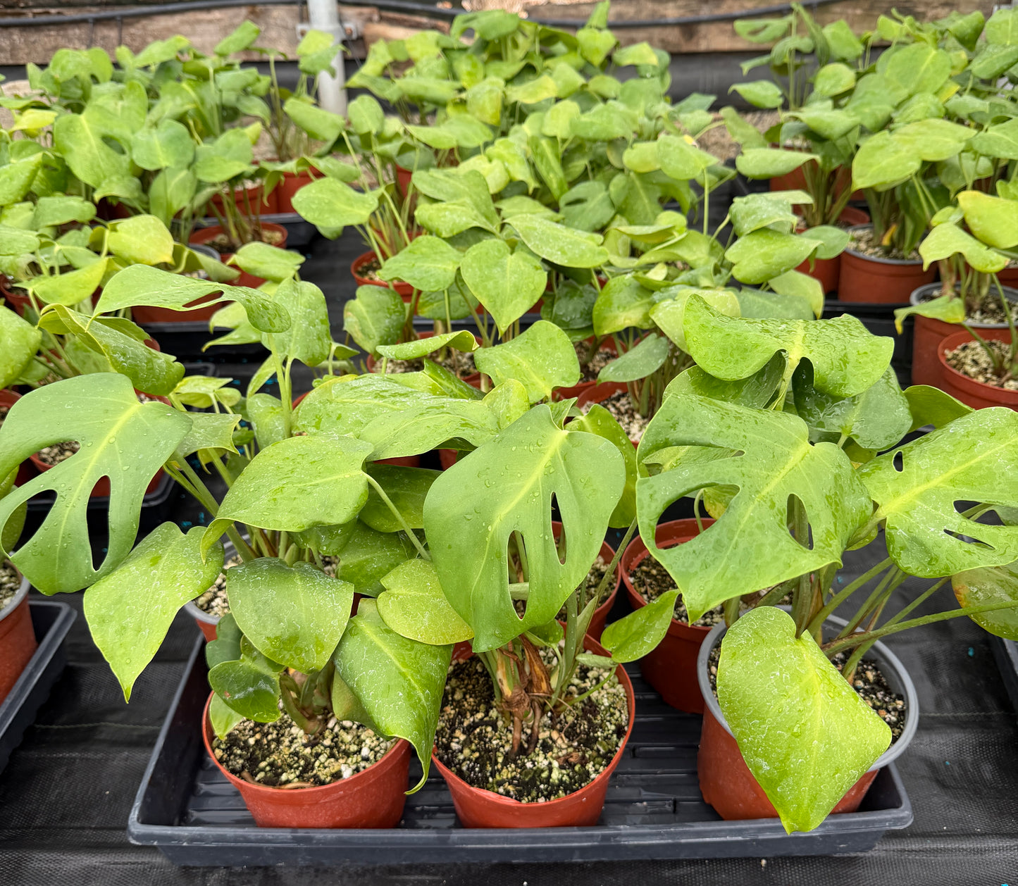 Monstera deliciosa – 100 Seeds – Easy to Germinate & Fun to Grow