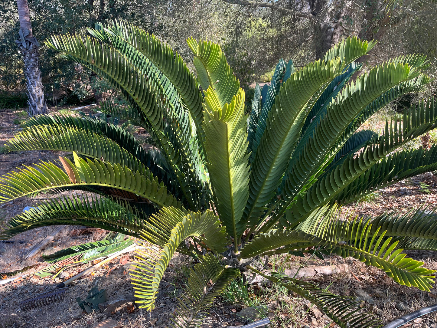 Encephalartos longifolius (Suurberg Cycad,Thunberg’s Cycad) - 10 Seeds (2026 Harvest)