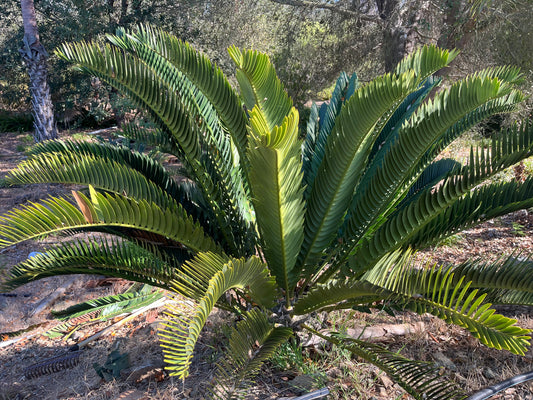 Encephalartos longifolius (Suurberg Cycad,Thunberg’s Cycad) - 10 Seeds (2026 Harvest)