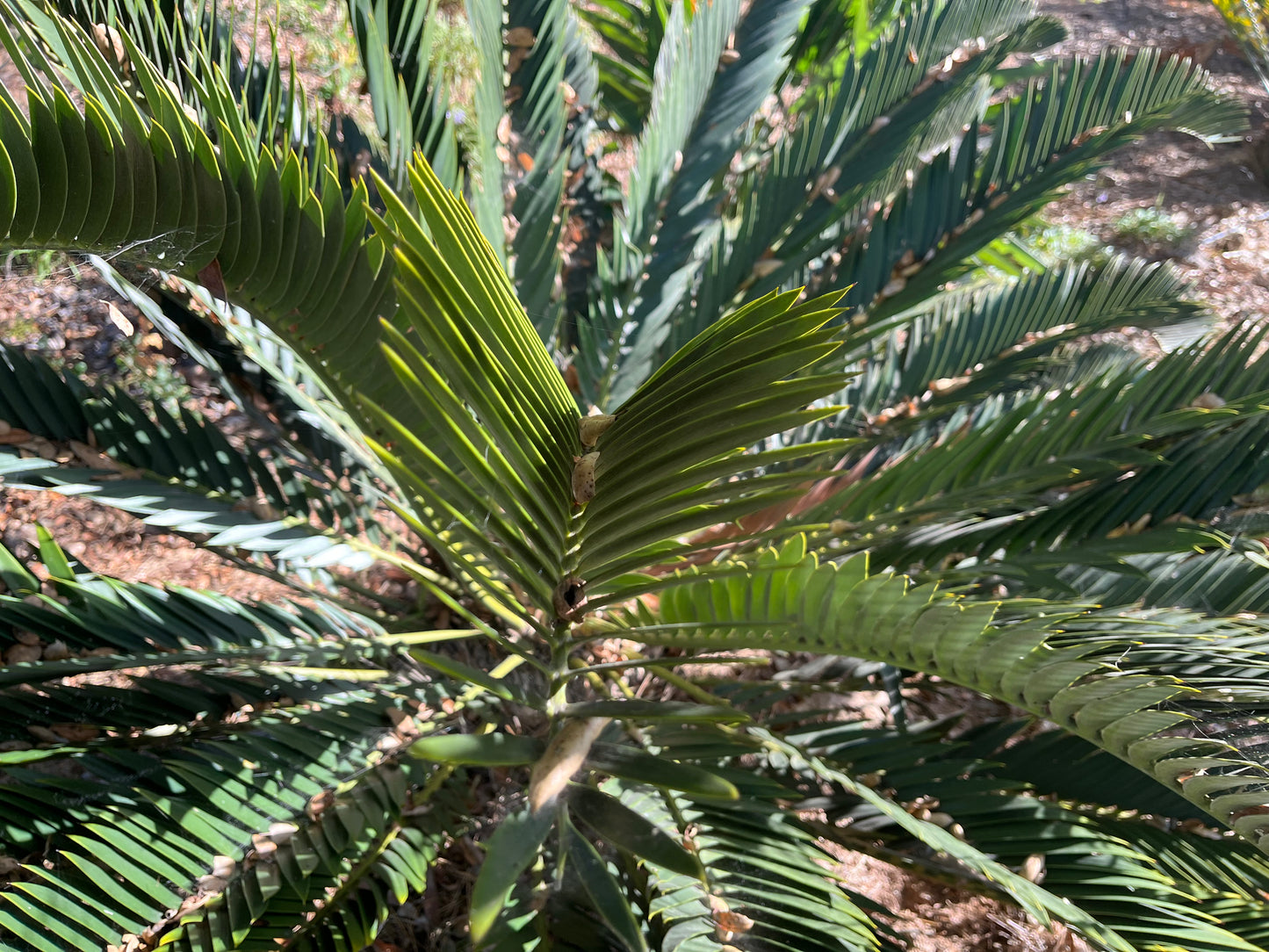 Encephalartos longifolius (Suurberg Cycad,Thunberg’s Cycad) - 10 Seeds (2026 Harvest)