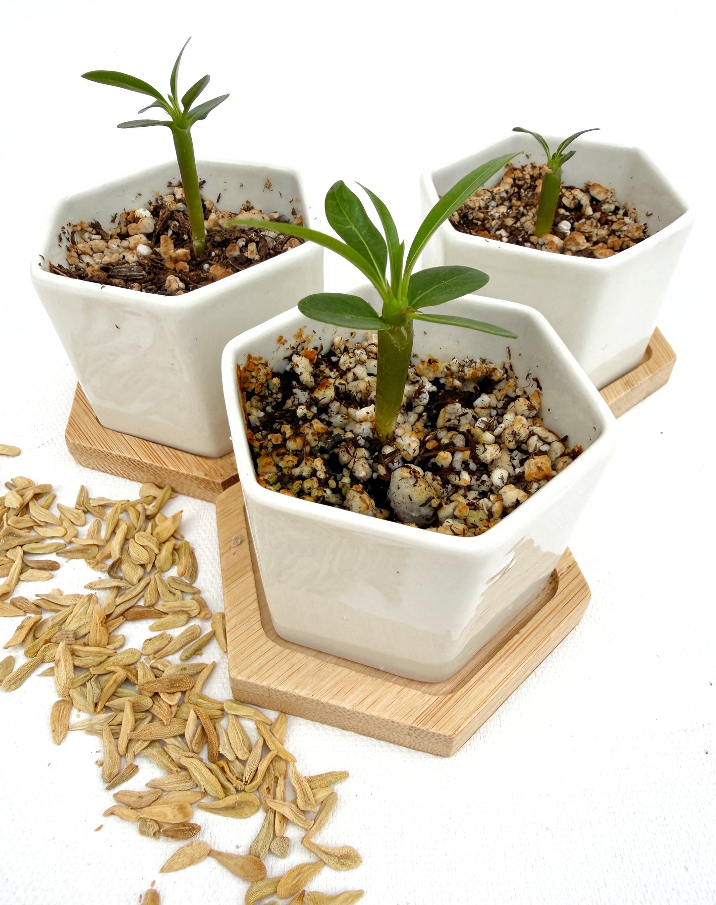 Pachypodium lamerei (Madagascar Palm) - 1,000 Seeds -  Bulk