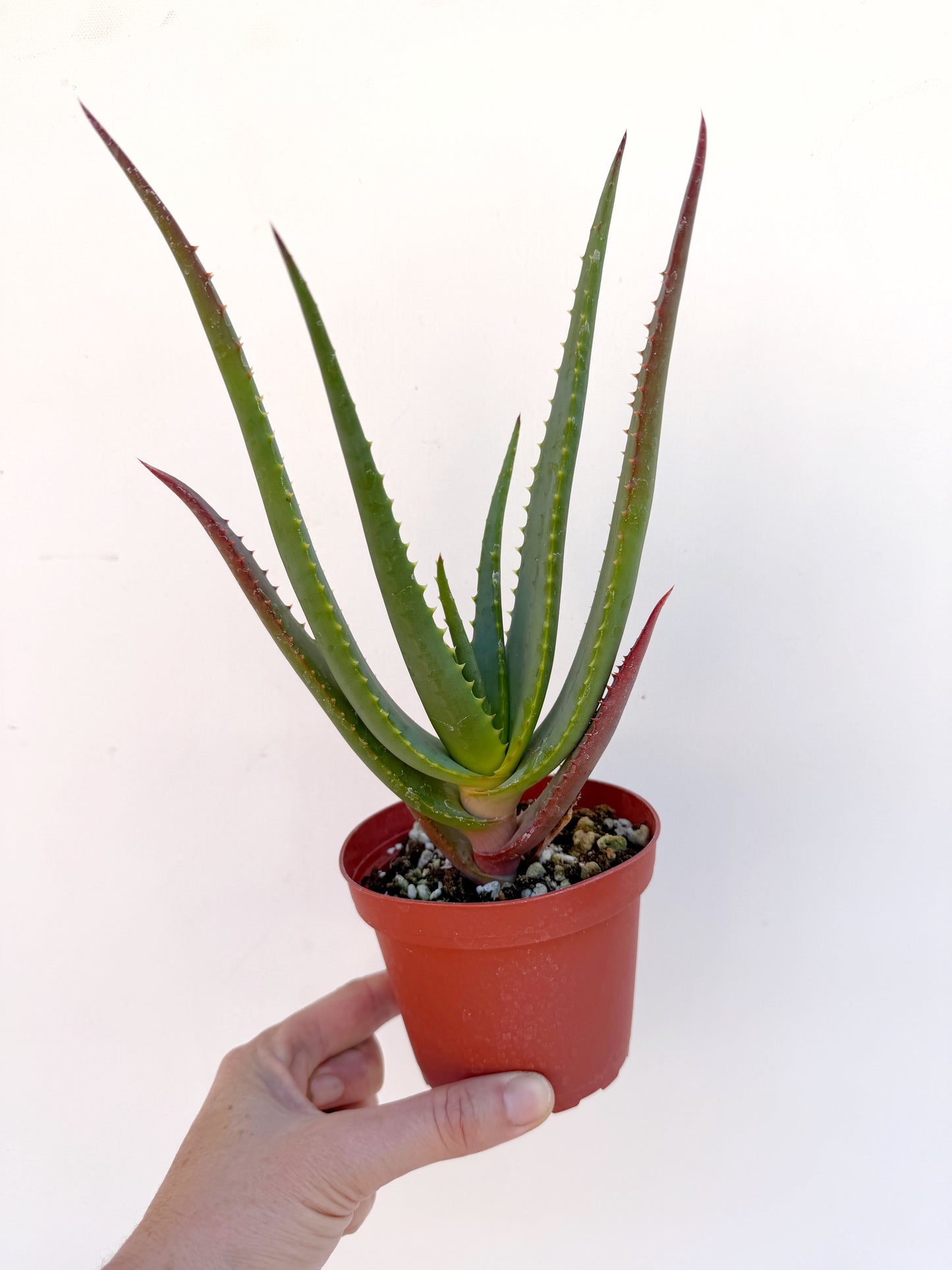 Aloe wickensii (Wickens’ Aloe) – Seed-Grown Succulent with Red-Tipped Leaves – Grown in Elfin Forest, California