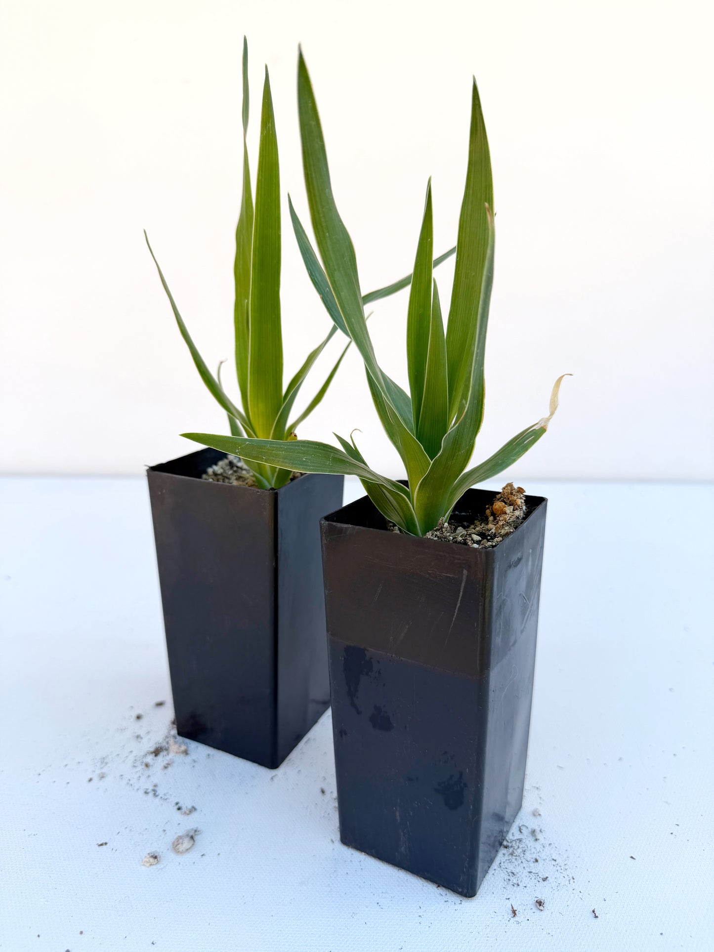Dracaena draco (Dragon Tree) - 1,000 Seeds -  Bulk
