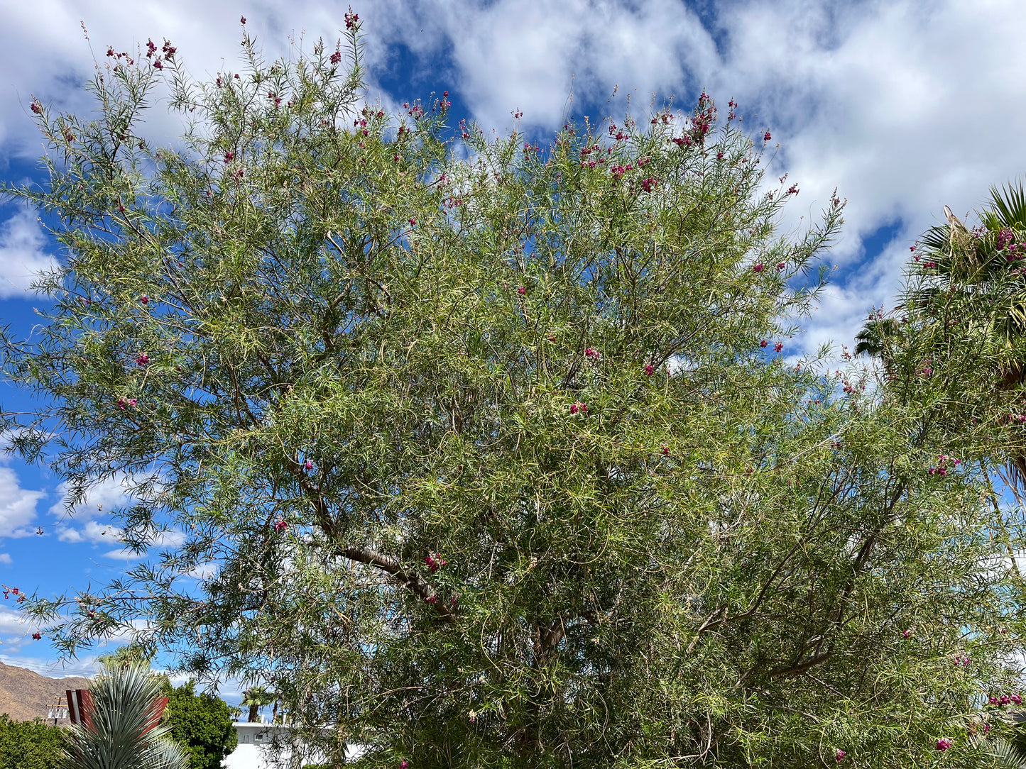 Chilopsis linearis (Desert Willow) - 1000 Seeds - Bulk