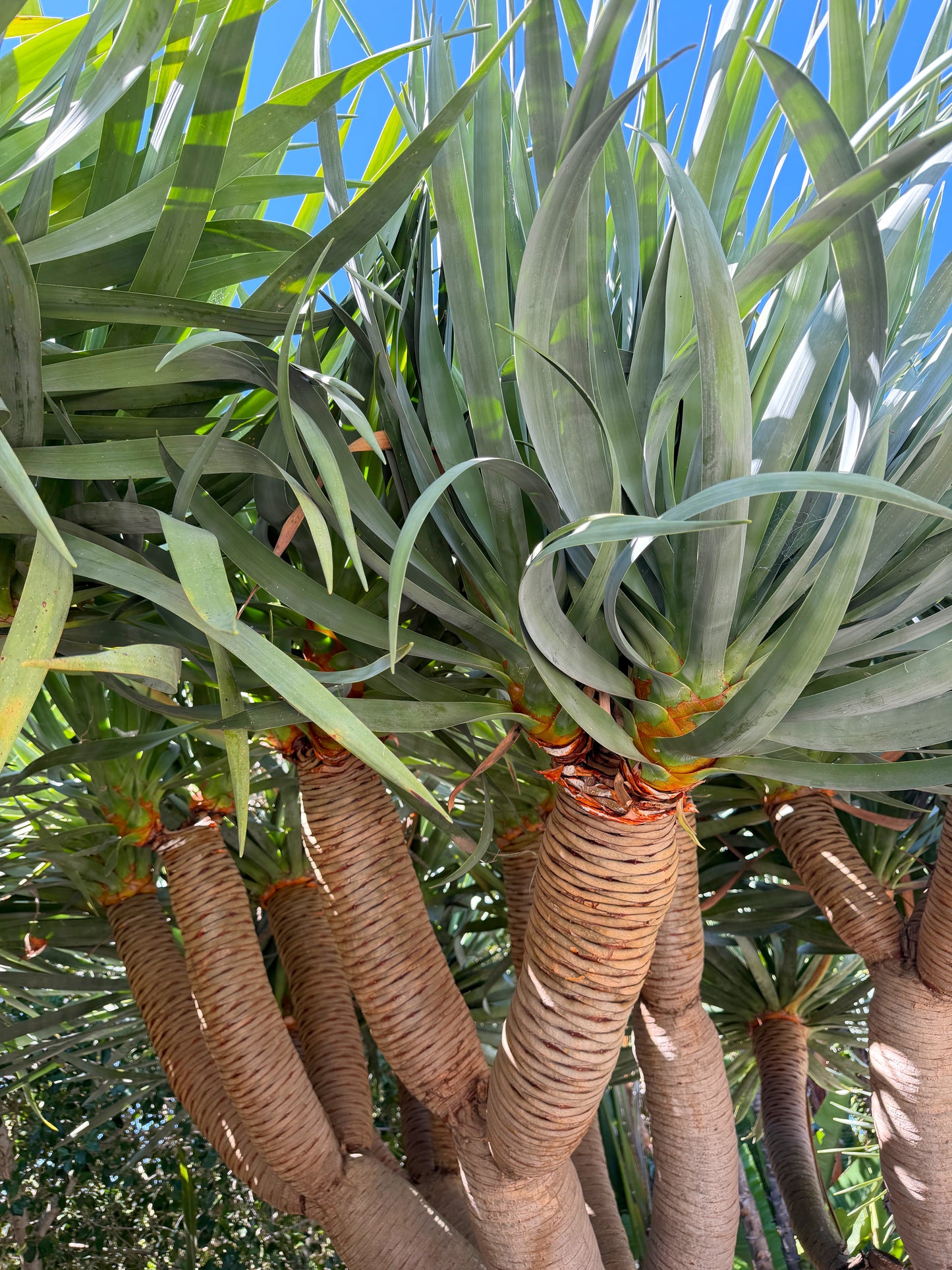 Dracaena draco (Dragon Tree) - 1,000 Seeds -  Bulk