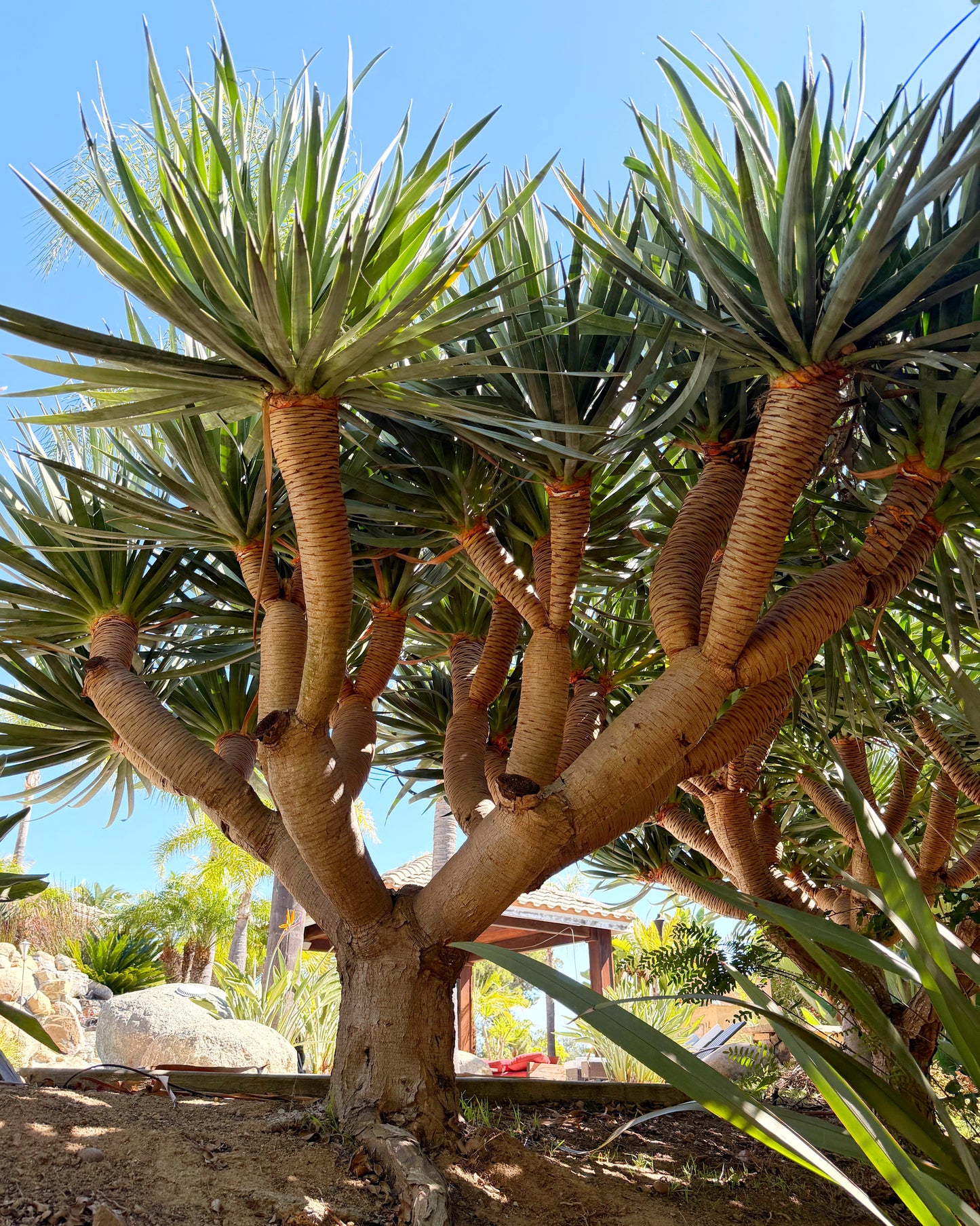 Dracaena draco (Dragon Tree) - 1,000 Seeds -  Bulk