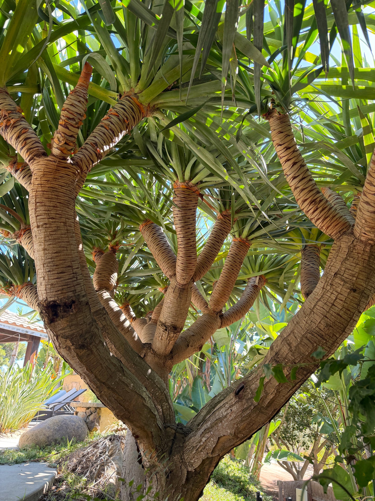 Dracaena draco (Dragon Tree) - 1,000 Seeds -  Bulk