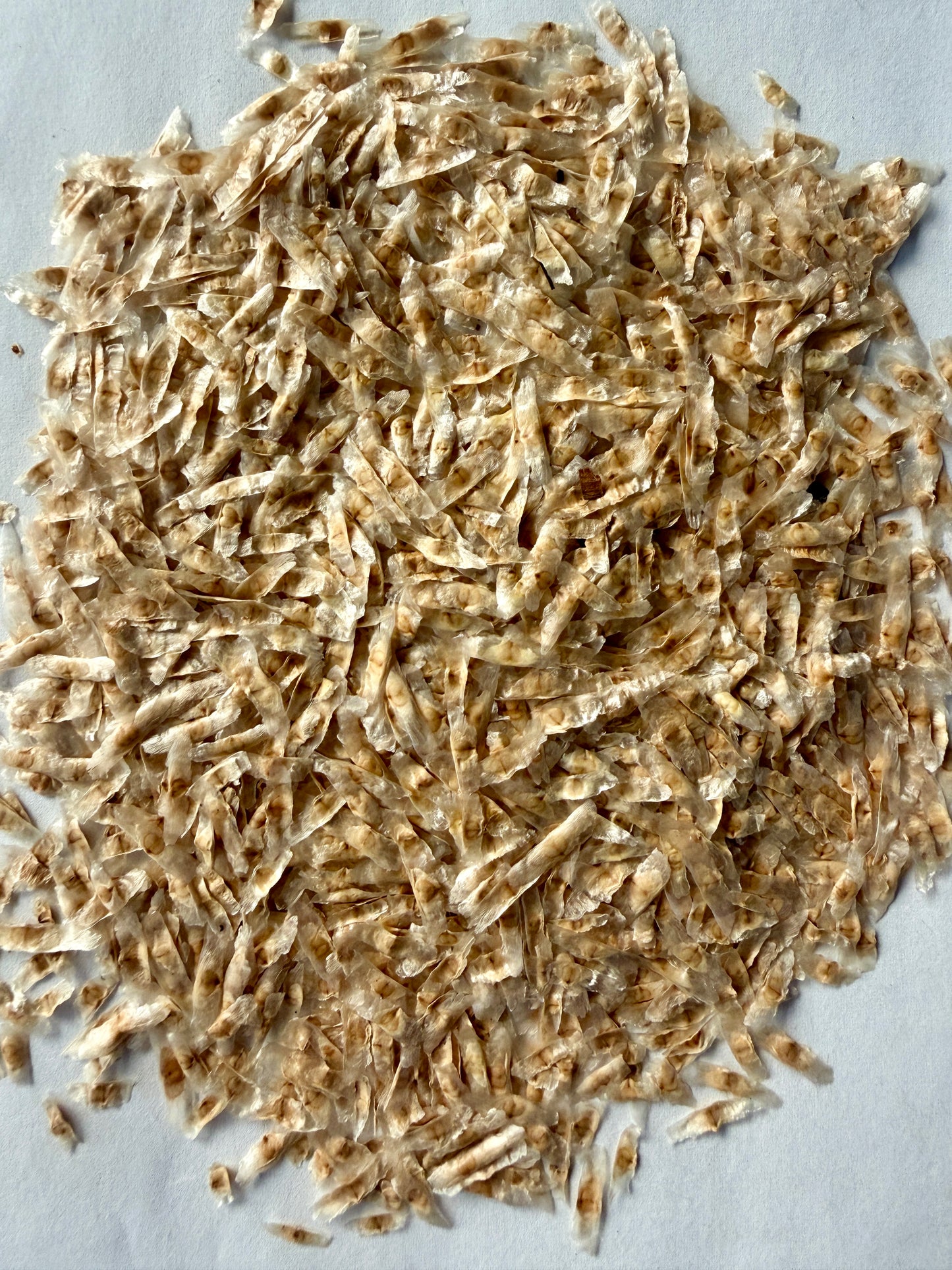 Radermachera sinica (China Doll Tree) - 1,000 Seeds - Bulk