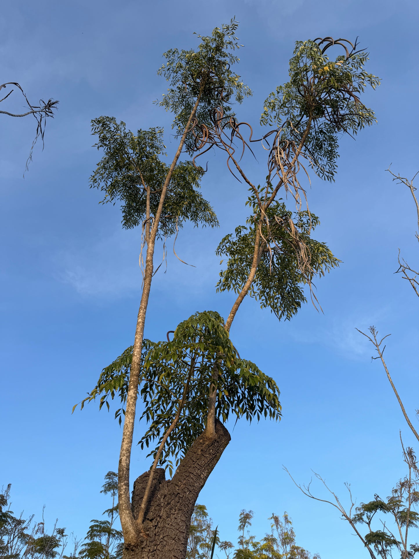 Radermachera sinica (China Doll Tree) - 1,000 Seeds - Bulk