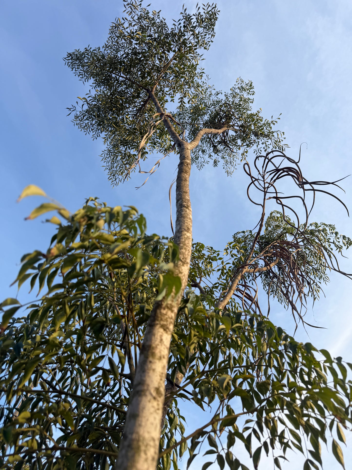 Radermachera sinica (China Doll Tree) - 1,000 Seeds - Bulk