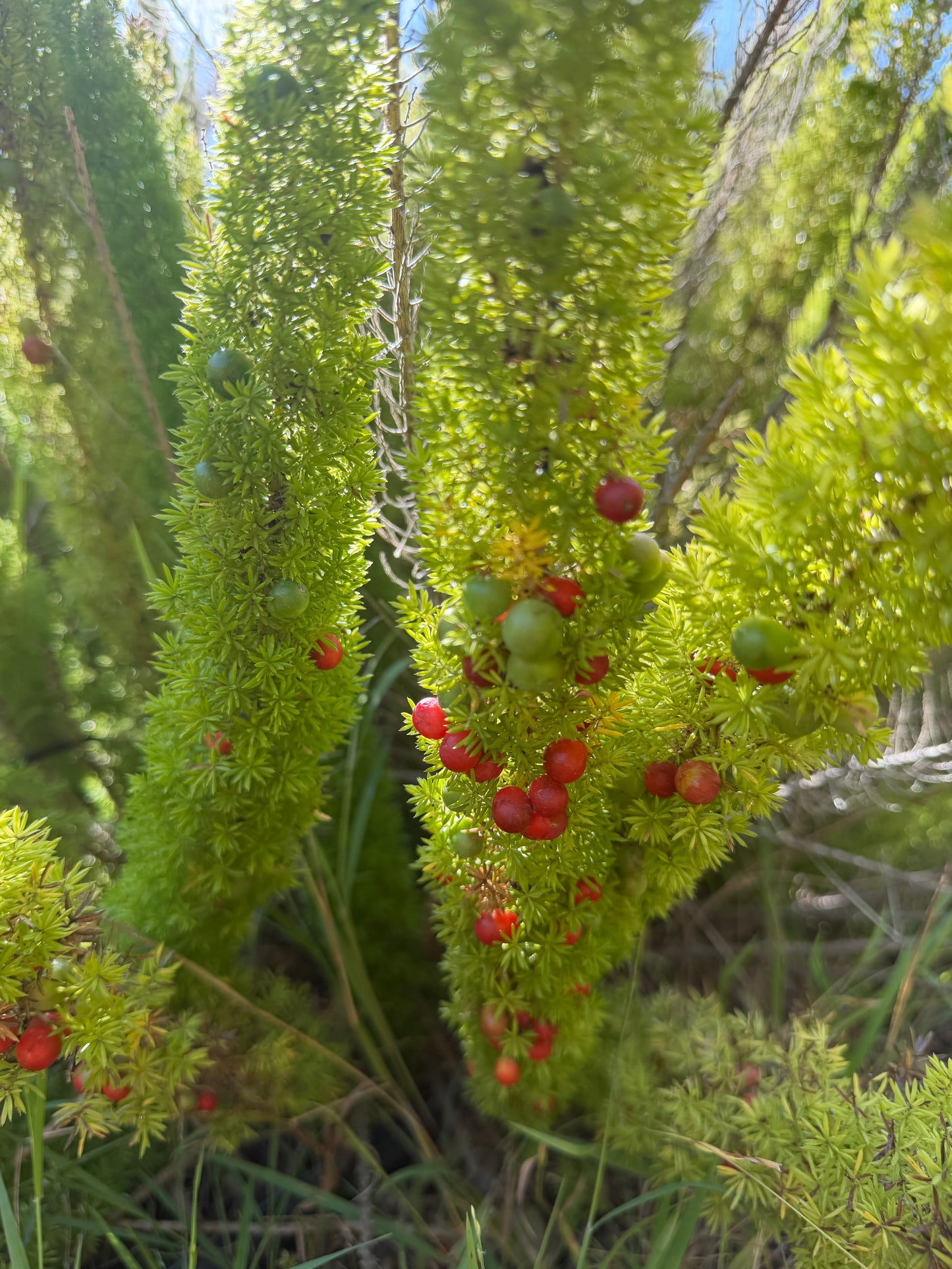 Asparagus meyeri (Foxtail Fern) - 1,000 Seeds - Bulk