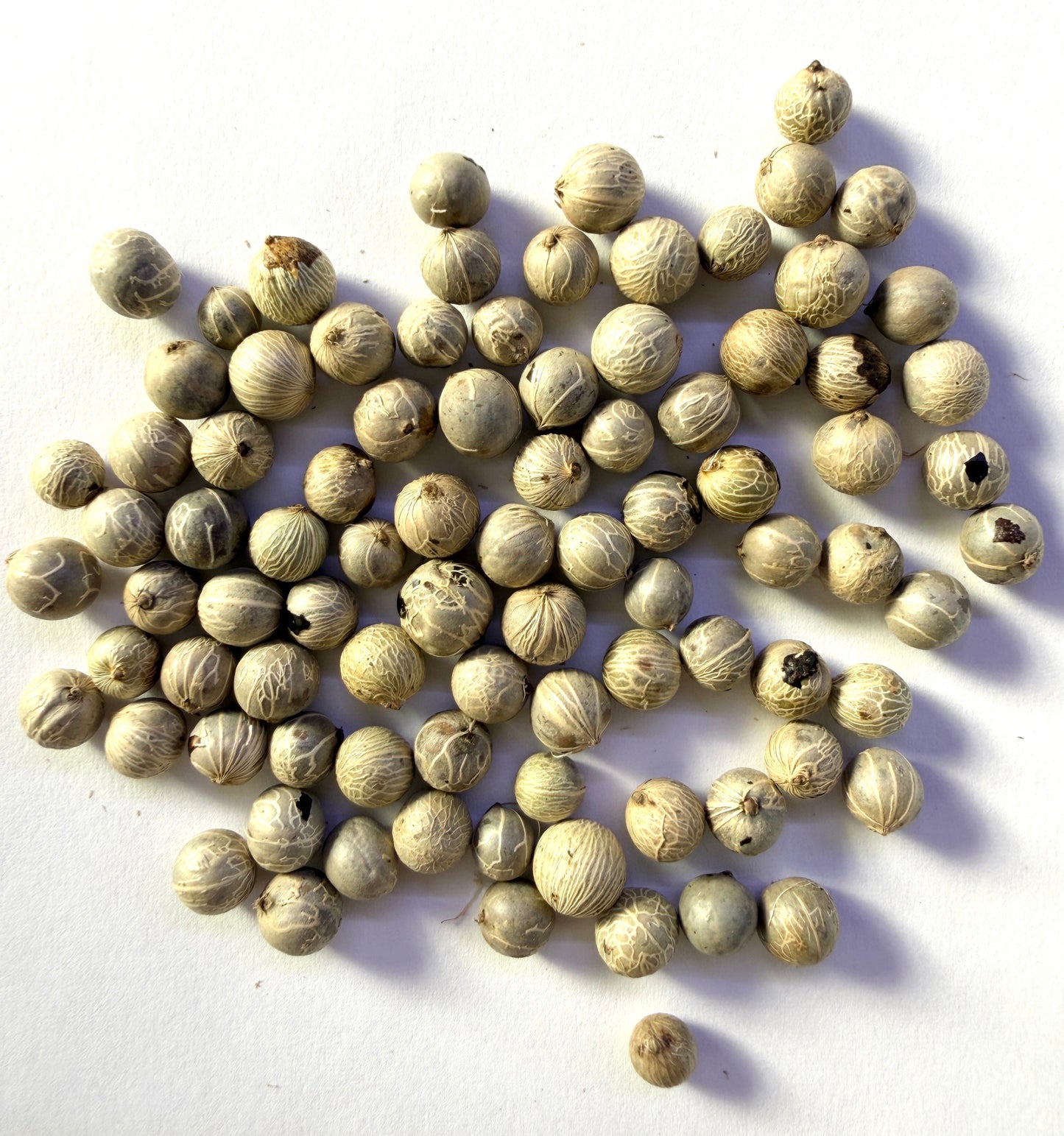 Chamaedorea elegans (Neanthe Bella, Parlor, Dwarf Palm) - 1,000 Seeds -  Bulk