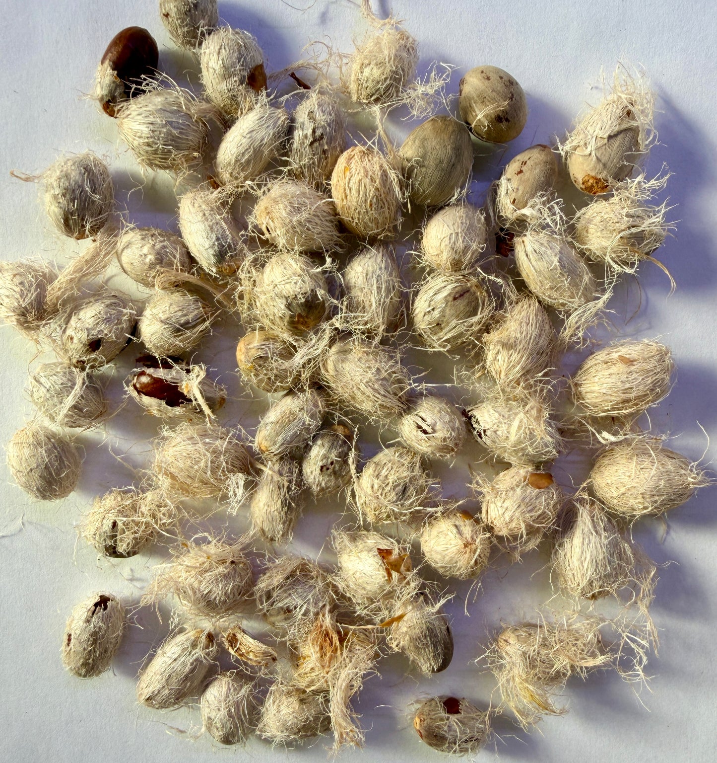 Chamaerops humilis (Mediterranean Fan Palm, European Fan Palm) - 1,000 Seeds -  Bulk