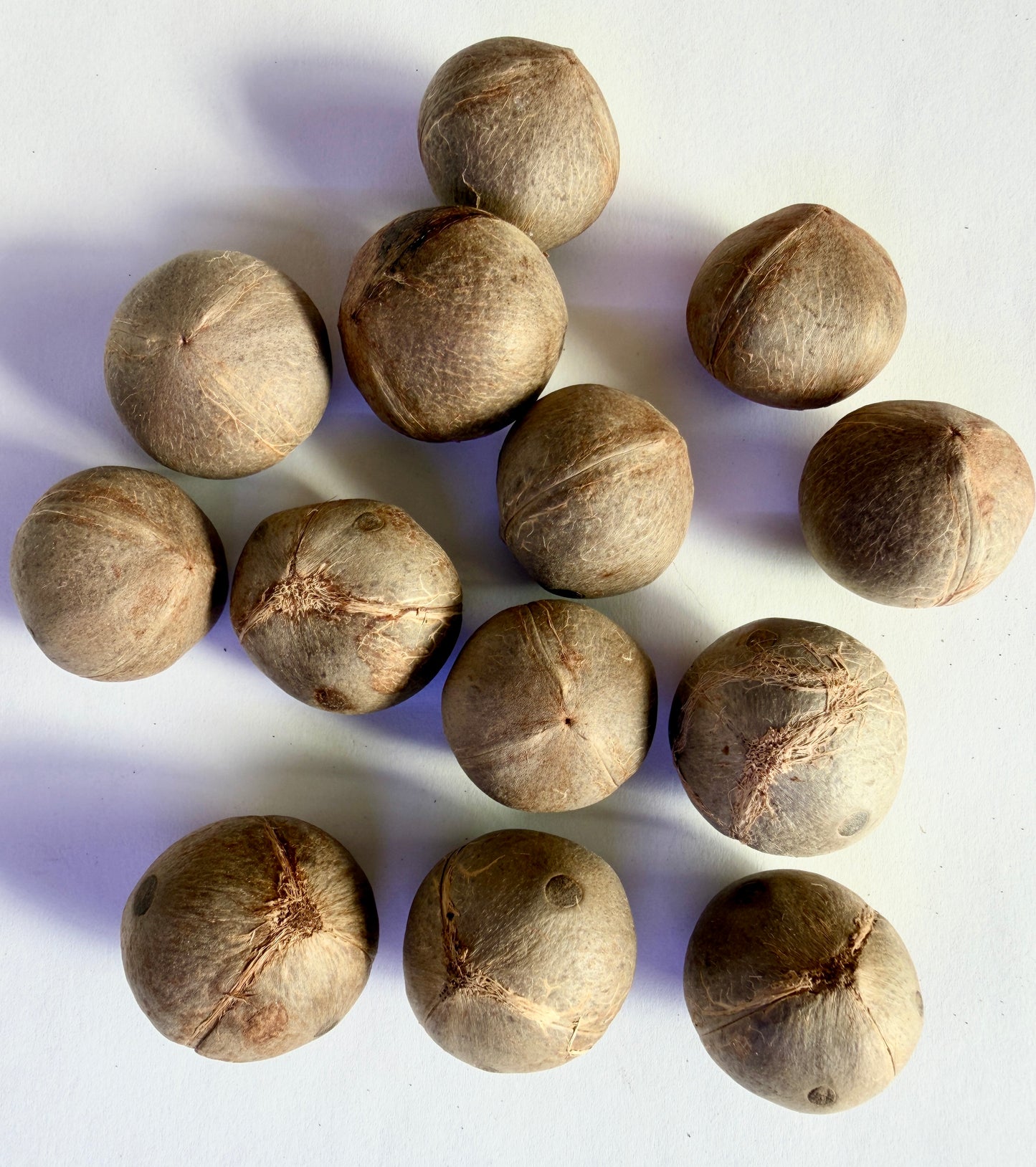 Jubaea chilensis (Chilean Wine Palm) - 100 Seeds -  Bulk