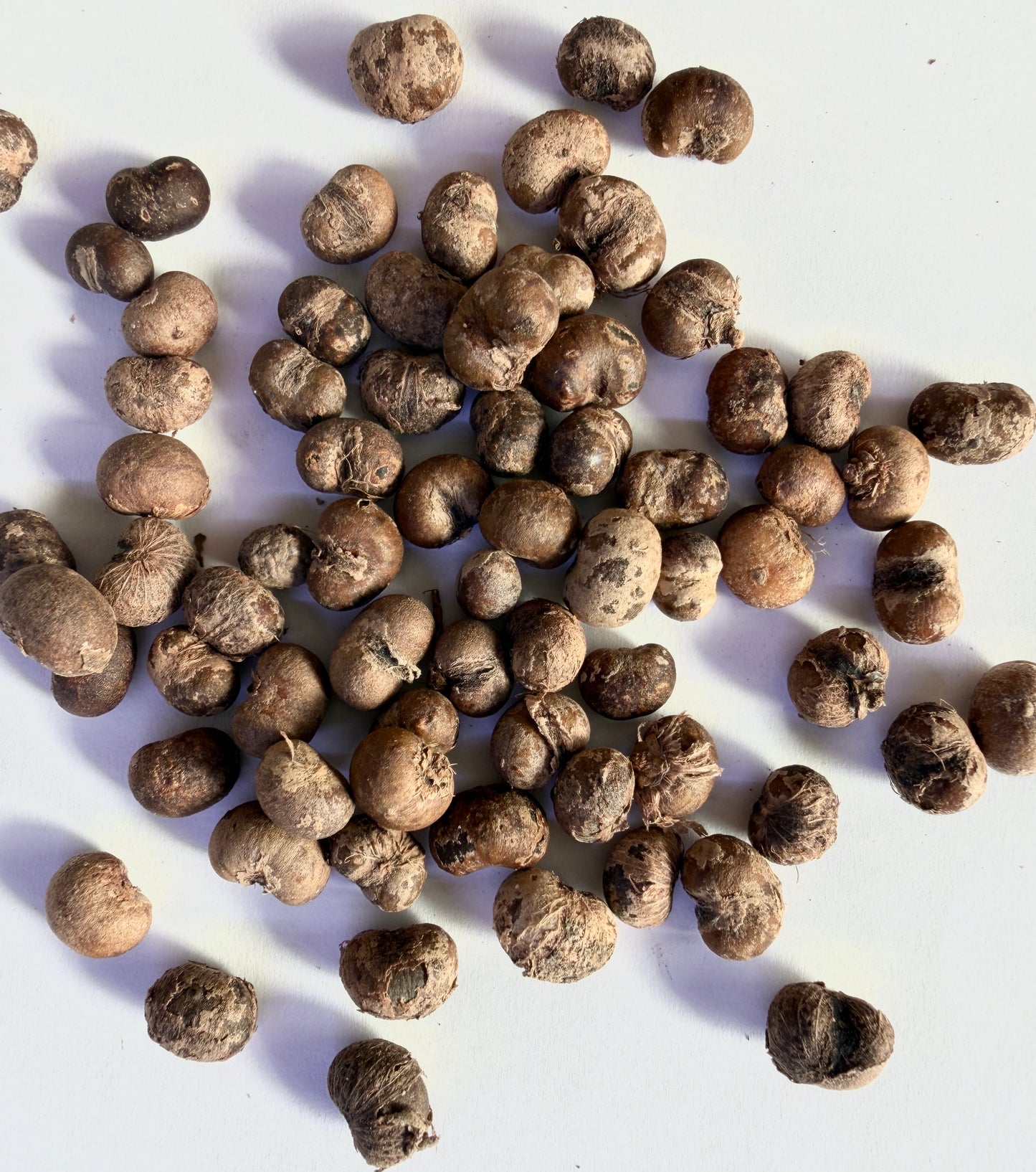Trachycarpus fortunei (Windmill Palm) - 1,000 Seeds -  Bulk